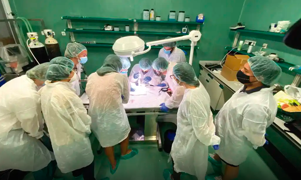 Neuropsicofarmacología Traslacional para investigar enfermedades neuropsiquiátricas y adicciones